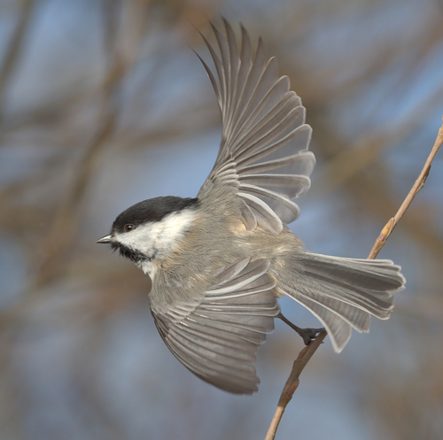 Black-capped Chickadee