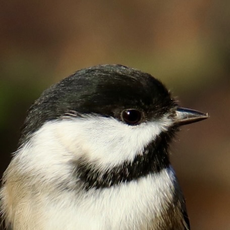 Black-capped Chickadee