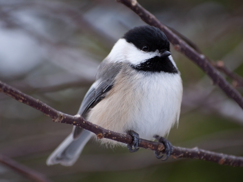 Black-capped Chickadee