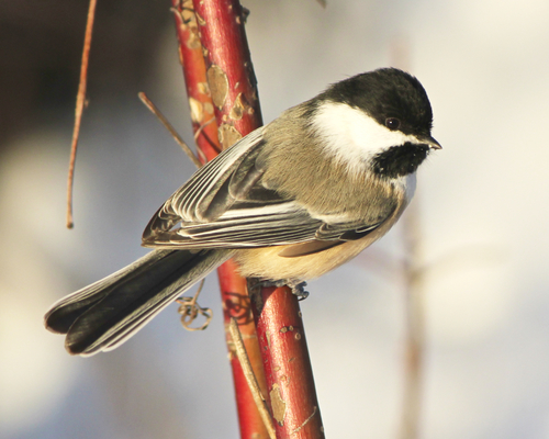 Black-capped Chickadee