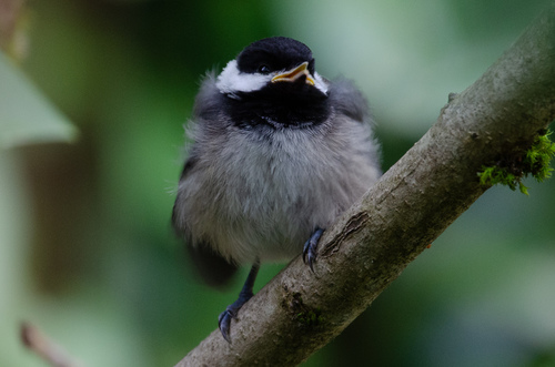 Black-capped Chickadee