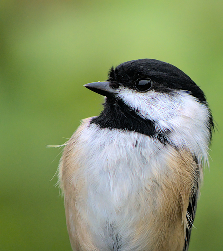 Black-capped Chickadee
