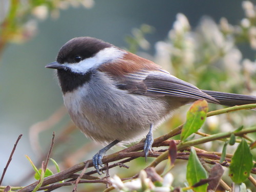 Chestnut-backed Chickadee
