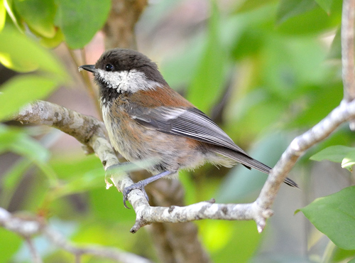 Chestnut-backed Chickadee