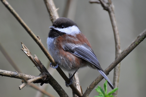 Chestnut-backed Chickadee