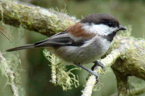 Chestnut-backed Chickadee