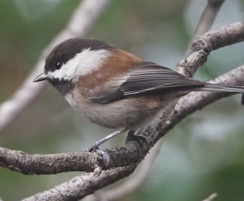 Chestnut-backed Chickadee