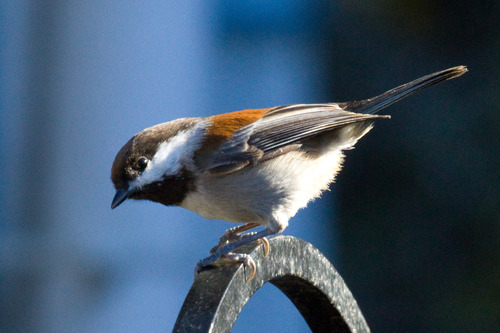 Chestnut-backed Chickadee