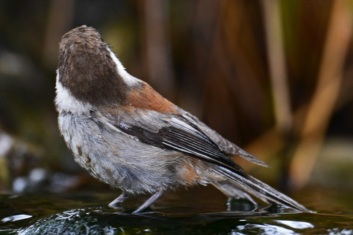 Chestnut-backed Chickadee