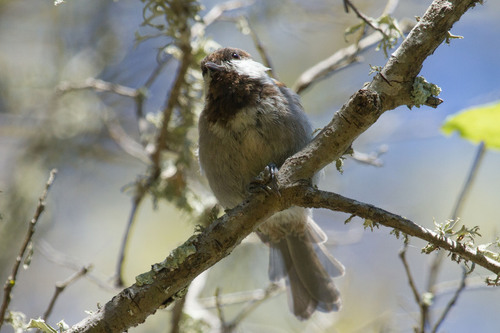 Chestnut-backed Chickadee