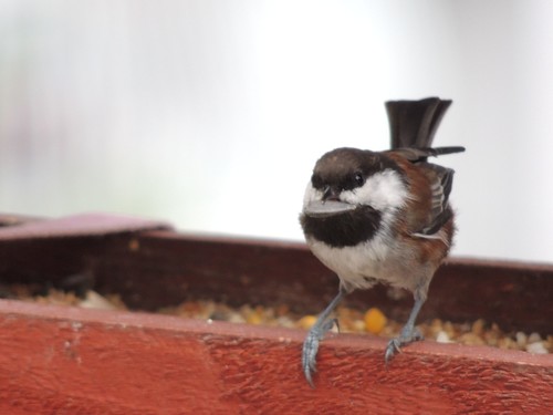 Chestnut-backed Chickadee