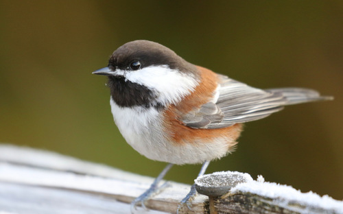 Chestnut-backed Chickadee