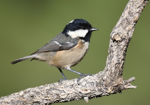 Coal Tit