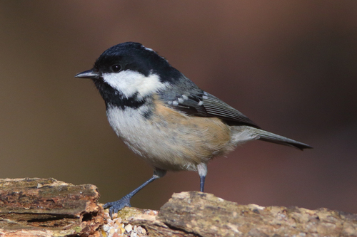 Coal Tit