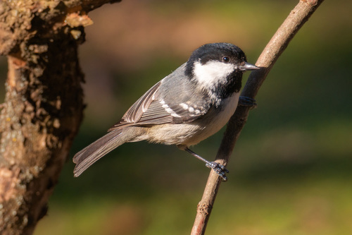 Coal Tit
