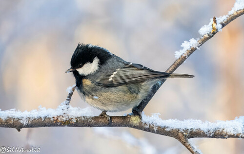 Coal Tit