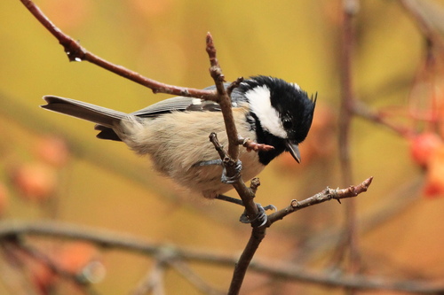 Coal Tit