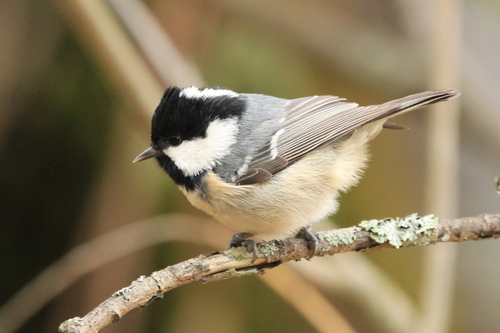 Coal Tit