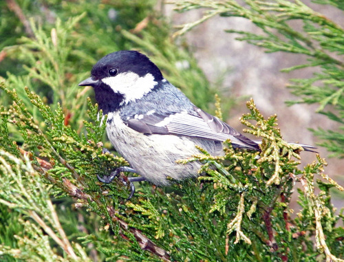 Coal Tit