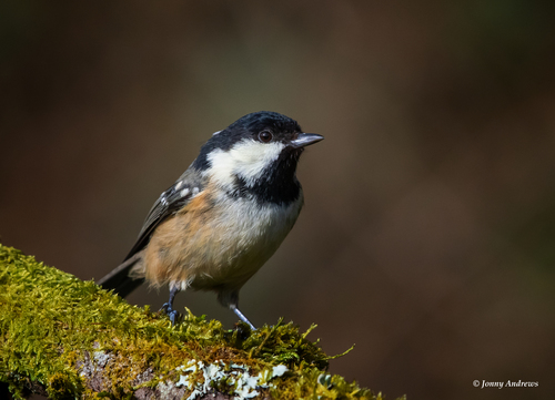Coal Tit