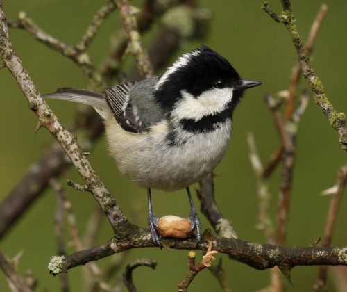 Coal Tit