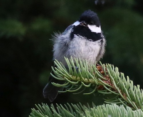 Coal Tit