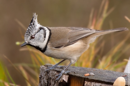 Crested Tit