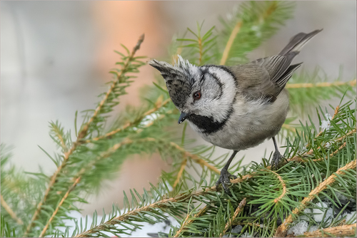 Crested Tit