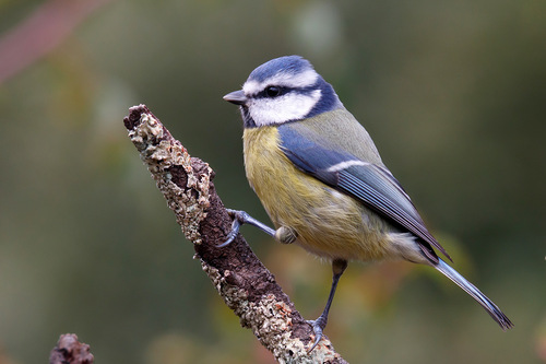 Eurasian Blue Tit