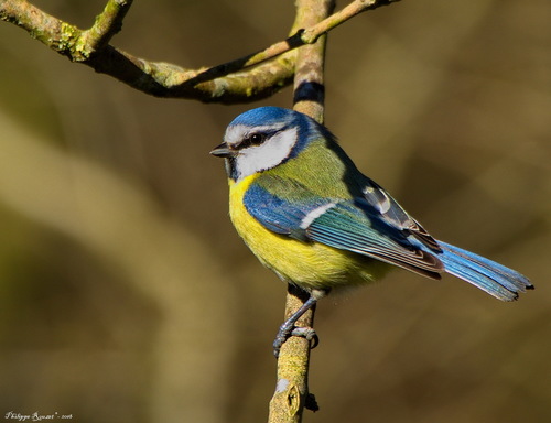 Eurasian Blue Tit