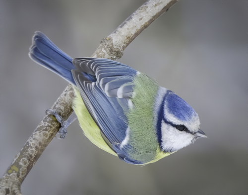 Eurasian Blue Tit