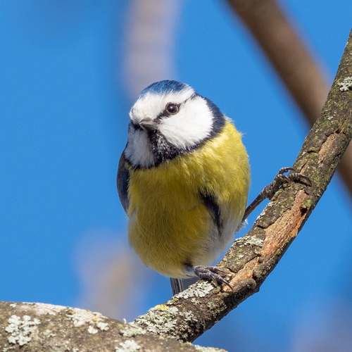 Eurasian Blue Tit