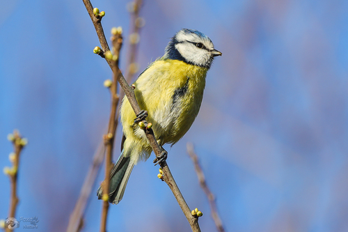 Eurasian Blue Tit