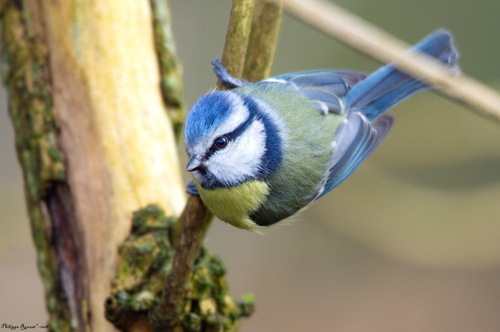 Eurasian Blue Tit