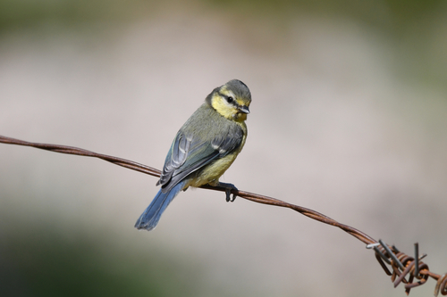 Eurasian Blue Tit