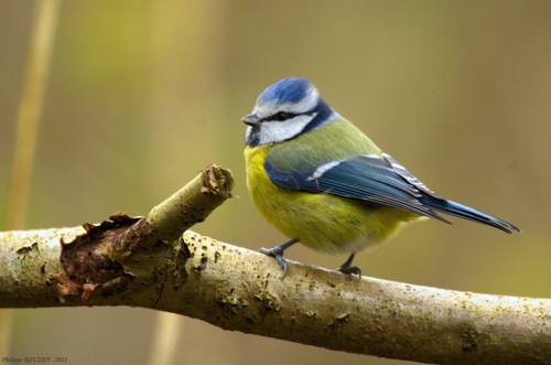 Eurasian Blue Tit