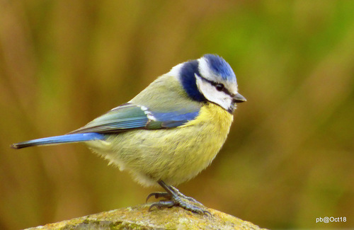 Eurasian Blue Tit