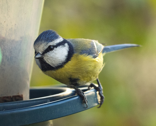 Eurasian Blue Tit