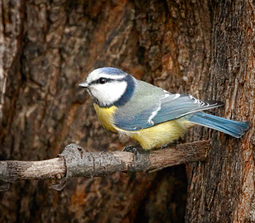 Eurasian Blue Tit
