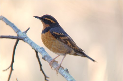 Varied Thrush