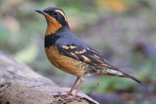 Varied Thrush
