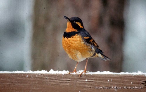 Varied Thrush