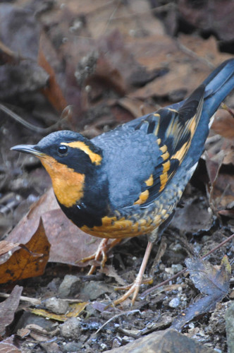 Varied Thrush