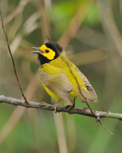 Hooded Warbler