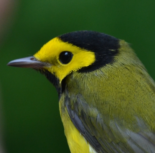 Hooded Warbler