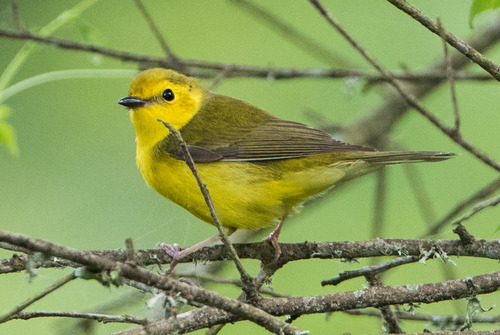 Hooded Warbler