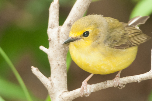 Hooded Warbler