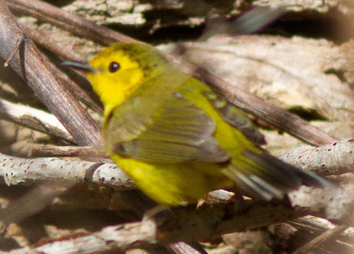 Hooded Warbler