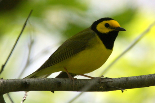 Hooded Warbler