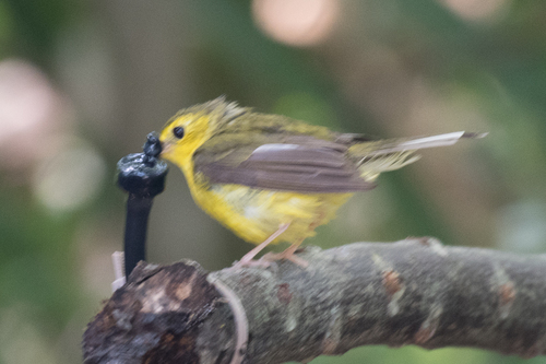 Hooded Warbler